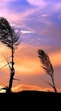 Plantas,Paisagem,Pôr do sol,Céu para Sony Ericsson W550