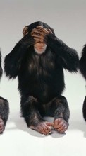 Animais,Macacos para Samsung Galaxy A51