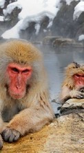 Baixar a imagem para celular Animais,Macacos grátis.