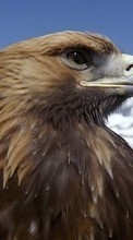 Baixar a imagem para celular Animais,Aves,Eagles grátis.