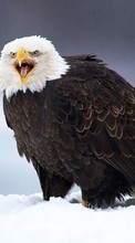 Baixar a imagem para celular Eagles,Aves,Animais grátis.