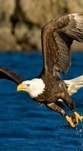 Eagles,Aves,Animais para Samsung Galaxy S5