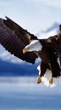 Baixar a imagem 320x240 para celular Animais,Aves,Eagles grátis.