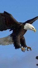 Baixar a imagem para celular Animais,Aves,Eagles grátis.