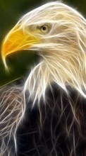 Baixar a imagem para celular Animais,Imagens,Eagles grátis.