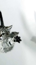 Gatos,Animais para Sony Ericsson K330