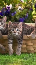 Gatos,Animais para HTC One X