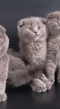 Gatos,Animais para HTC HD7