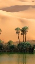 Palms,Deserto,Paisagem,Areia