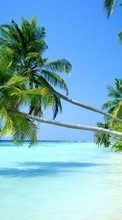 Palms,Paisagem,Praia para LG Nexus 5X
