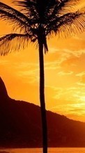 Palms,Paisagem,Pôr do sol para HTC Desire 200