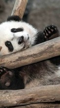 Baixar a imagem para celular Animais,Pandas grátis.