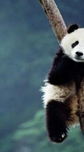 Baixar a imagem para celular Animais,Pandas grátis.