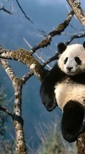 Pandas,Animais para Sony Xperia T3