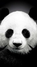 Baixar a imagem para celular Pandas,Animais grátis.