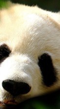 Baixar a imagem para celular Pandas,Animais grátis.