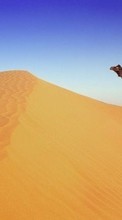 Baixar a imagem para celular Animais,Paisagem,Areia,Deserto,Camelos grátis.
