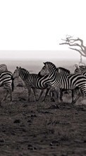 Baixar a imagem para celular Paisagem,Zebra,Animais grátis.