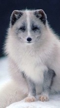 Baixar a imagem 128x160 para celular Animais,Raposas polares grátis.
