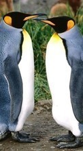 Baixar a imagem para celular Animais,Aves,Pinguins grátis.