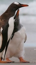 Baixar a imagem para celular Pinguins,Aves,Animais grátis.