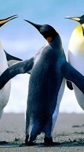 Baixar a imagem para celular Pinguins,Aves,Animais grátis.