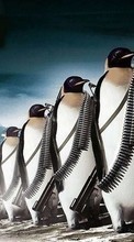 Pinguins,Imagens,Animais