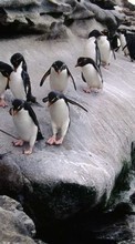 Baixar a imagem para celular Animais,Pinguins grátis.