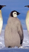 Baixar a imagem para celular Animais,Inverno,Pinguins grátis.
