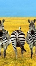 Baixar a imagem para celular Campos,Zebra,Animais grátis.