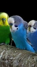Baixar a imagem para celular Animais,Aves,Papagaios grátis.