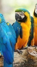 Baixar a imagem para celular Papagaios,Aves,Animais grátis.