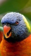 Baixar a imagem para celular Papagaios,Aves,Animais grátis.