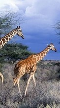 Baixar a imagem para celular Natureza,Girafas,Animais grátis.
