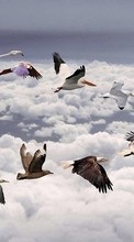 Aves,Imagens,Animais para Nokia 206