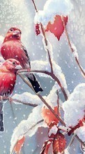 Baixar a imagem para celular Animais,Inverno,Aves,Neve,Imagens grátis.