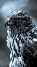 Baixar a imagem 480x800 para celular Animais,Aves,Hawks grátis.
