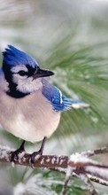 Animais,Aves para HTC Sensation
