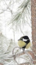 Baixar a imagem para celular Aves,Animais,Inverno grátis.