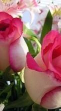 Baixar a imagem 1280x800 para celular Plantas,Flores,Rosas,Cartões postais,8 de março, Dia Internacional da Mulher grátis.