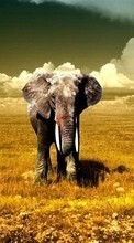 Baixar a imagem para celular Animais,Elefantes grátis.