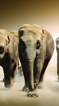 Elefantes,Animais para Samsung Galaxy Note