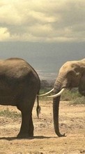 Baixar a imagem para celular Animais,Elefantes grátis.