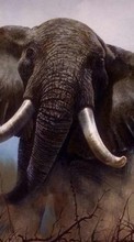 Baixar a imagem para celular Elefantes,Animais grátis.