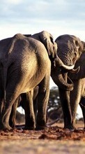 Baixar a imagem para celular Elefantes,Animais grátis.