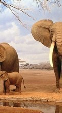 Elefantes,Animais para Huawei Ascend Y511
