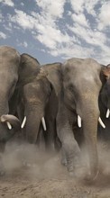 Baixar a imagem 240x400 para celular Animais,Elefantes grátis.