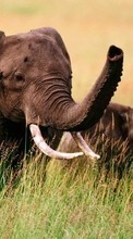 Baixar a imagem 320x240 para celular Animais,Elefantes grátis.