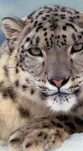 Baixar a imagem para celular Animais,Snow Leopard,Neve grátis.