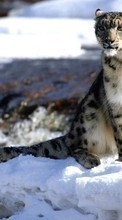 Baixar a imagem para celular Animais,Inverno,Snow Leopard,Neve grátis.